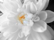 ����������� 142