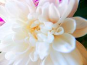 ����������� 487887