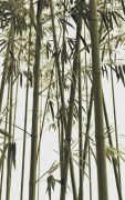 bamboo LAST