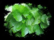 �������900