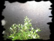 ���� � ����