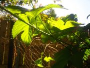 ������ �� �����