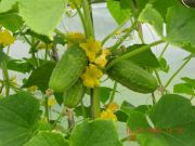 ����������� 229