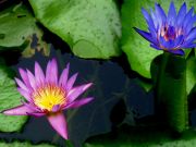 Blue&Purple lilies