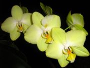 Phalaenopsis hybr. yellow