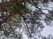 Глухарь