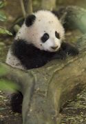 panda zhenzhen