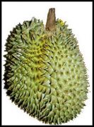 durian 02  