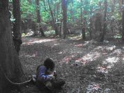 woods near house