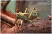 IMG 6595  