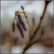 IMG 5924 2