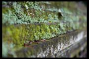 IMG 3365 copy