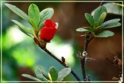 Little red flower