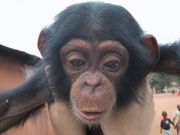 Congo pictures