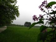 IMG 0004