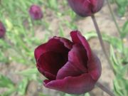 IMG 0995