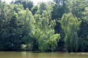 Склонились березы