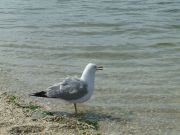 DSCF2504