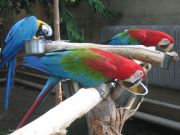 IMG 4219