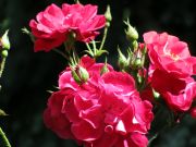 IMG 4034s