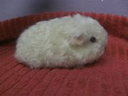texel white