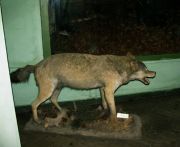 vulf