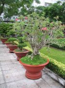 IMG 0025