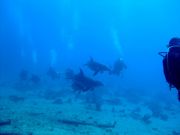 DSCF1333