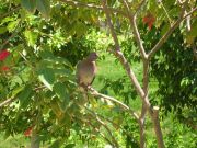 bird