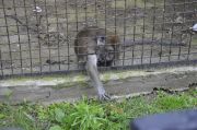 Zoo-1