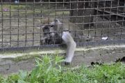 Zoo-2