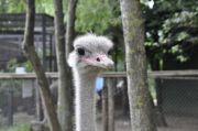 Zoo-3