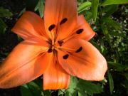 DSC00009