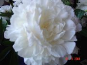 DSC01350