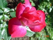 DSC01439