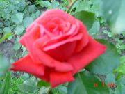 DSC01363