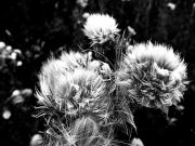 P1130623ab