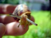 crazy snail