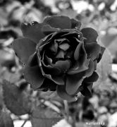P1100851aba