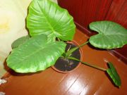 DSC03087