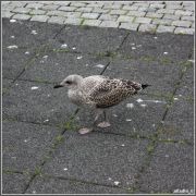IMG 0279  