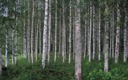 IMG 0658-