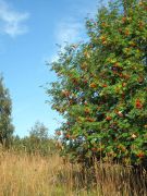 IMG 0793-