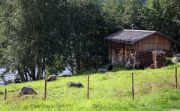 IMG 7237-
