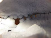 IMG 0965