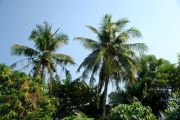 palms...