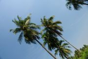 and palms....