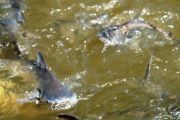 and some fish!!
