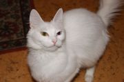 DSC00037