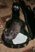 Racoon & Guitar Bag